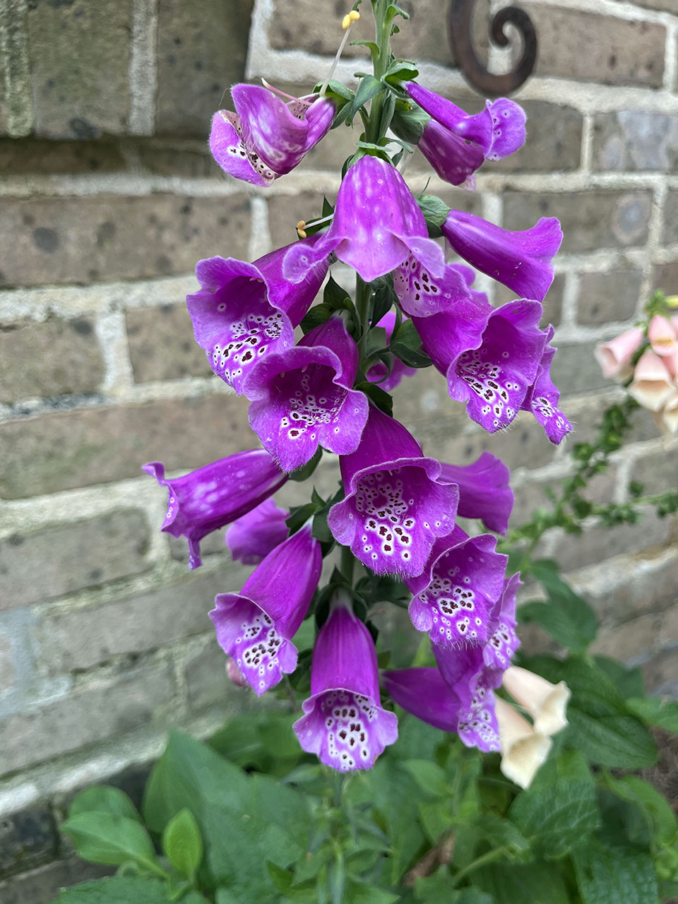 Purple flowers grow in a landscaped area.